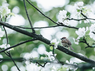 大班主题教案《动物世界》